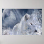 White Wolf Art Poster/Print
