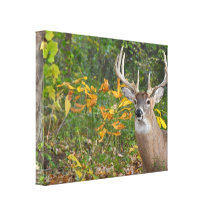 Whitetail Gallery Wrapped Canvas