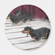 Wiener Dogs Races Refrigerator Magnet