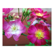 wild baby roses invite