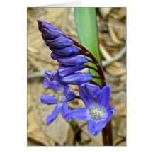 Wild Blue Hyacinth Note Card