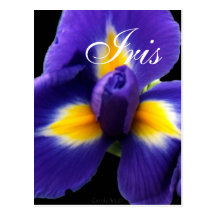 Wild Blue Iris Post Card