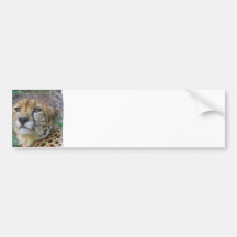 Wild Cheetah Bumper Sticker