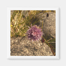 Wild Chive on the Rocks Refrigerator Magnets