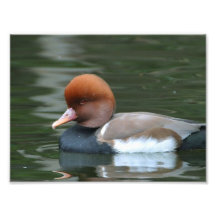 Wild duck photo art