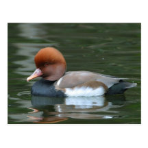 Wild Duck postcard