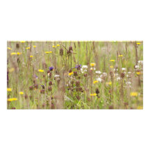 Wild flower fields personalized photo card