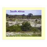 Wild flowers of Southern Africa Post Cards