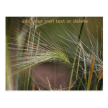 Wild Grasses and Weeds in Nature Postcard