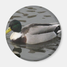 Wild Green Duck Refrigerator Magnets