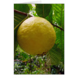 Wild Guava Card
