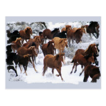 Wild Horses Driven Postcard