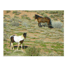 Wild Horses Postcards