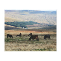Wild Horses Stretched Canvas Prints