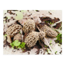 Wild Mushrooms, postcard