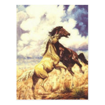 Wild Mustangs Post Card