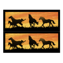 Wild Mustangs Post Cards