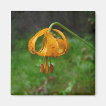 Wild Orange Tiger Lily Flower Fridge Magnets