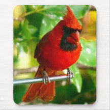 Wild Red Cardinal in Hawaii Mouse Pads