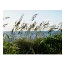 wild Sea Oats Postcard