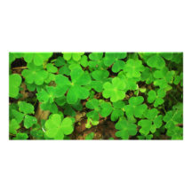 Wild Shamrocks Picture Card