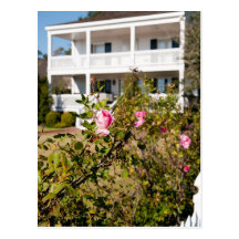 Wild Southern Rose Postcard