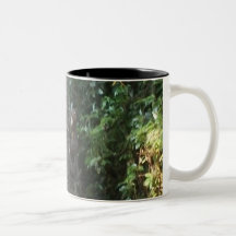 Wild Squirrel Coffee Mugs