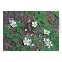 Wild Strawberries at Night Greeting Card