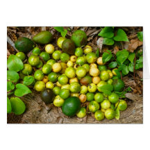 Wild Tropical Fruit Cards