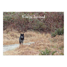 Wild Wolf Photo Custom Announcements