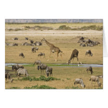 Wildebeests, Zebras and Giraffes gather at a Card