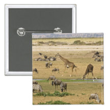 Wildebeests, Zebras and Giraffes gather at a Pin