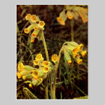 Wildflower: Cowslip postcards