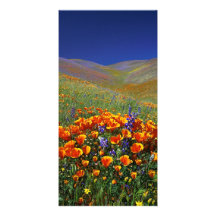 Wildflower Hills Picture Card