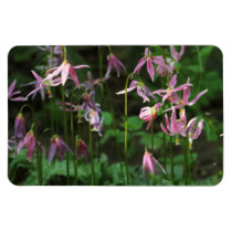 Wildflowers - Fawn Lilies magnets