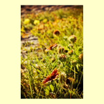 Wildflowers on the beach "poster" posters