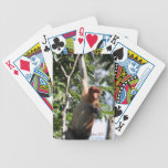 Wildlife Photography- Proboscis Monkey playing cards