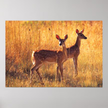 Wildlife Photography Two young deer Poster 18x24