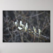 Willow Catkins for Spring Posters