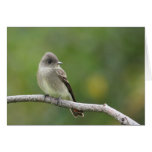 Willow Flycatcher Cards