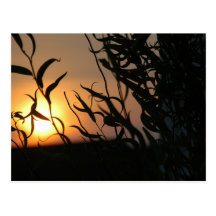 Willow Sunset Postcard