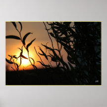 Willow Sunset Poster Print