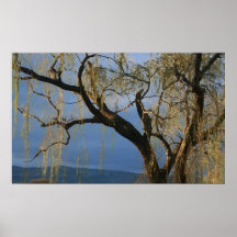 Willow tree after rain poster