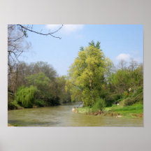 Willows on River Posters