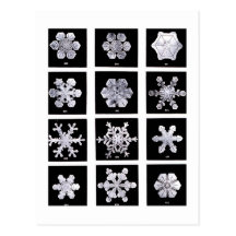 Wilson Bentley Snowflakes Postcards