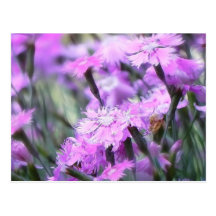 Wind Blown Dianthus Post Card
