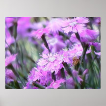 Wind Blown Dianthus Posters