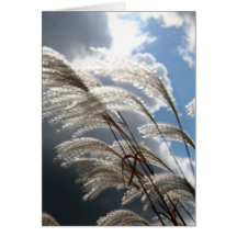 WIND WHISPERS CARDS