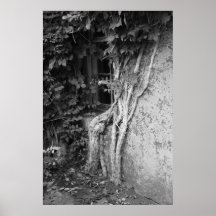 Window and Vine Print