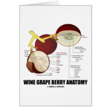 Wine Grape Berry Anatomy (Scientific Diagram) Card
